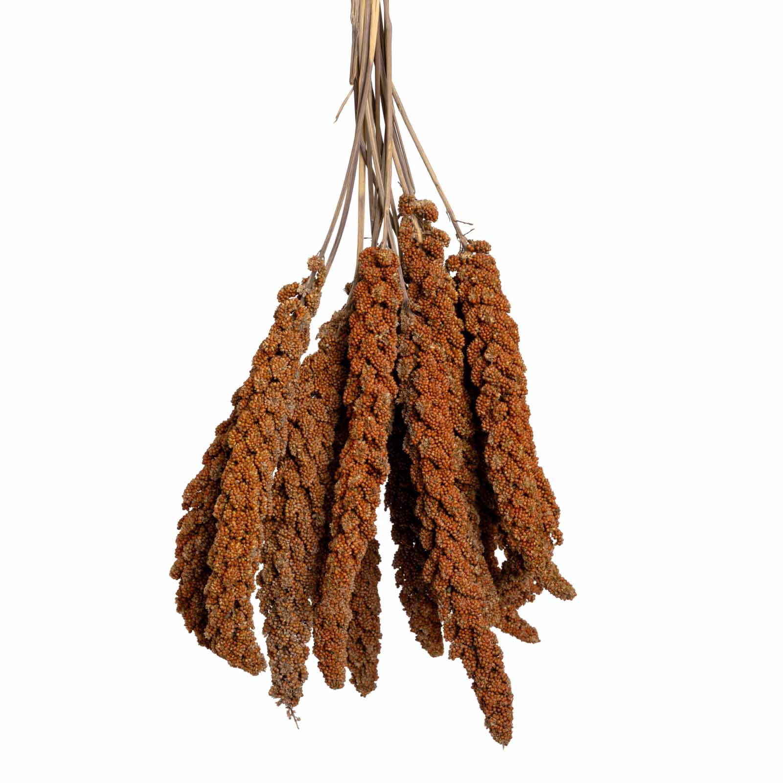 rico-s-futterkiste-rote-hirse-vogelfutter-500-g-frankreich image 1