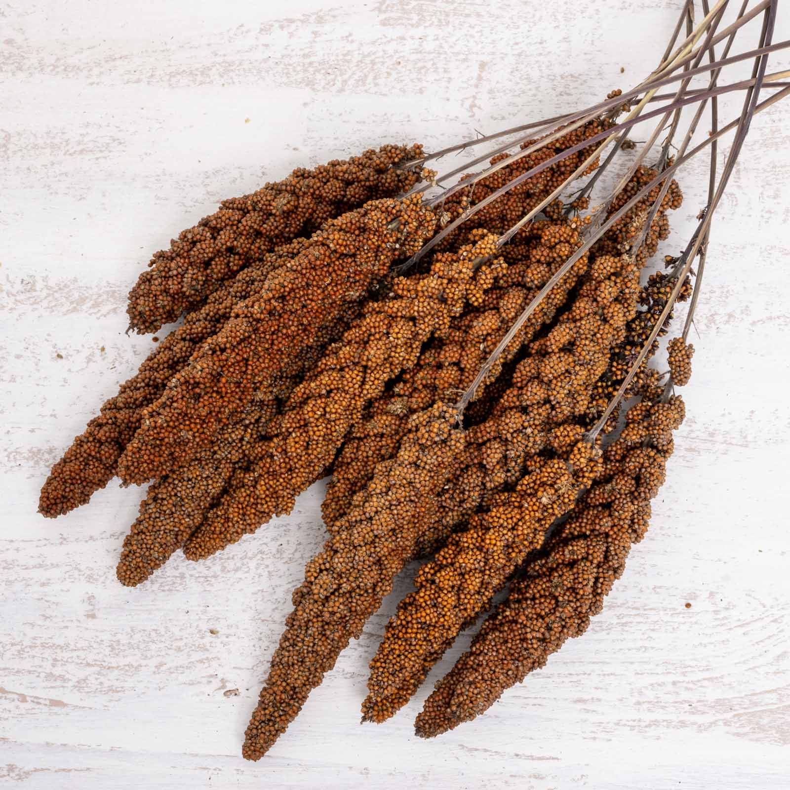 rico-s-futterkiste-rote-kolbenhirse-vogelfutter-500-g-deutschland image 2