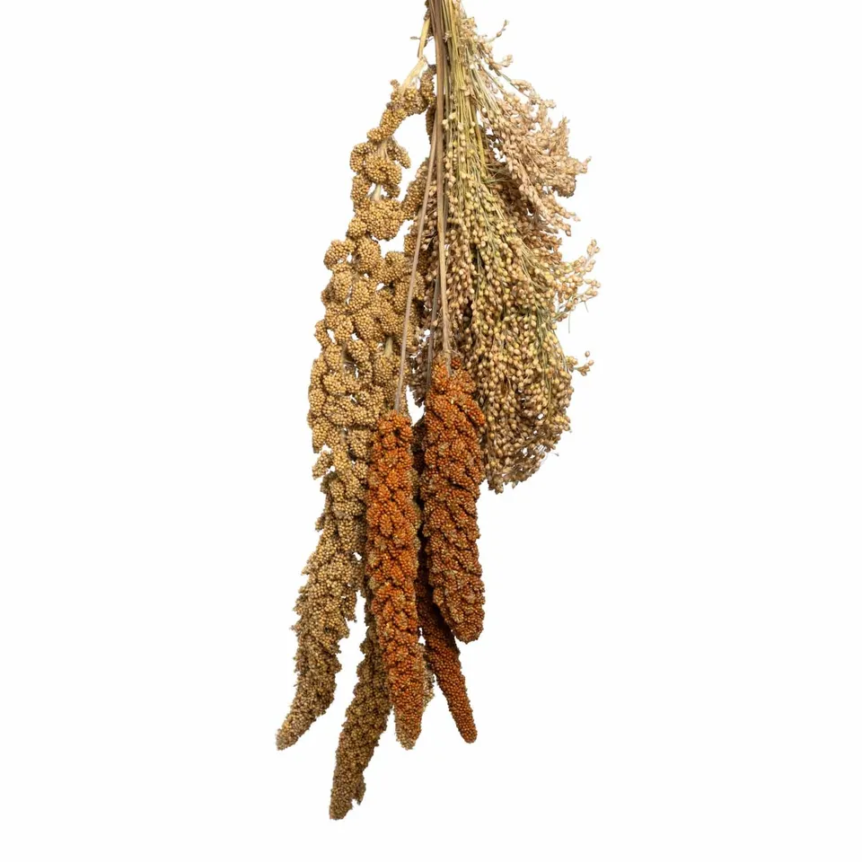 rico-s-futterkiste-hirse-gemischt-500-g-kolbenhirse image 1