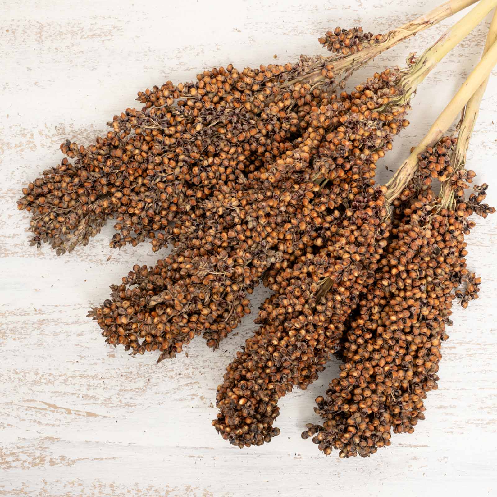 rico-s-futterkiste-sorghum-gro-rispenhirse-200-g-papageienfutter image 2