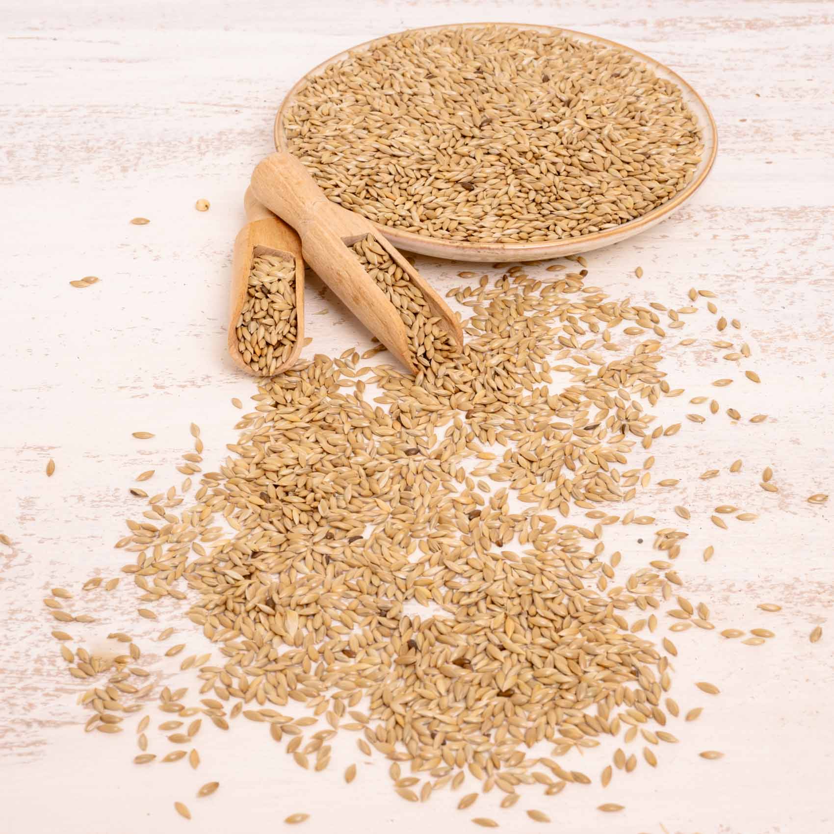 rico-s-futterkiste-einzelsaaten-kanariensaat-vogelfutter-500-g-proteinreich image 3