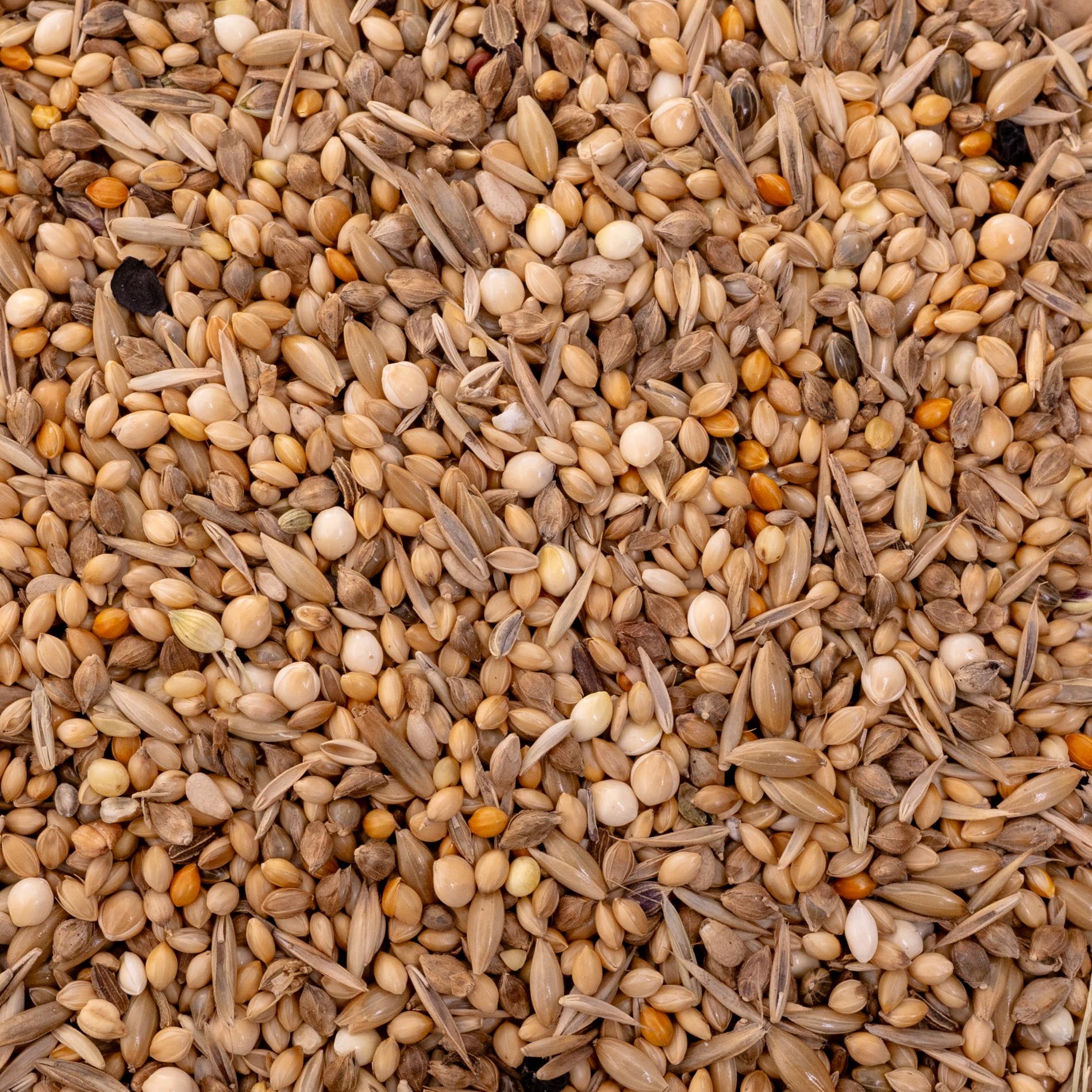 rico-s-futterkiste-exotenfutter-k-rnermischung-1kg-nat-rlich image 3