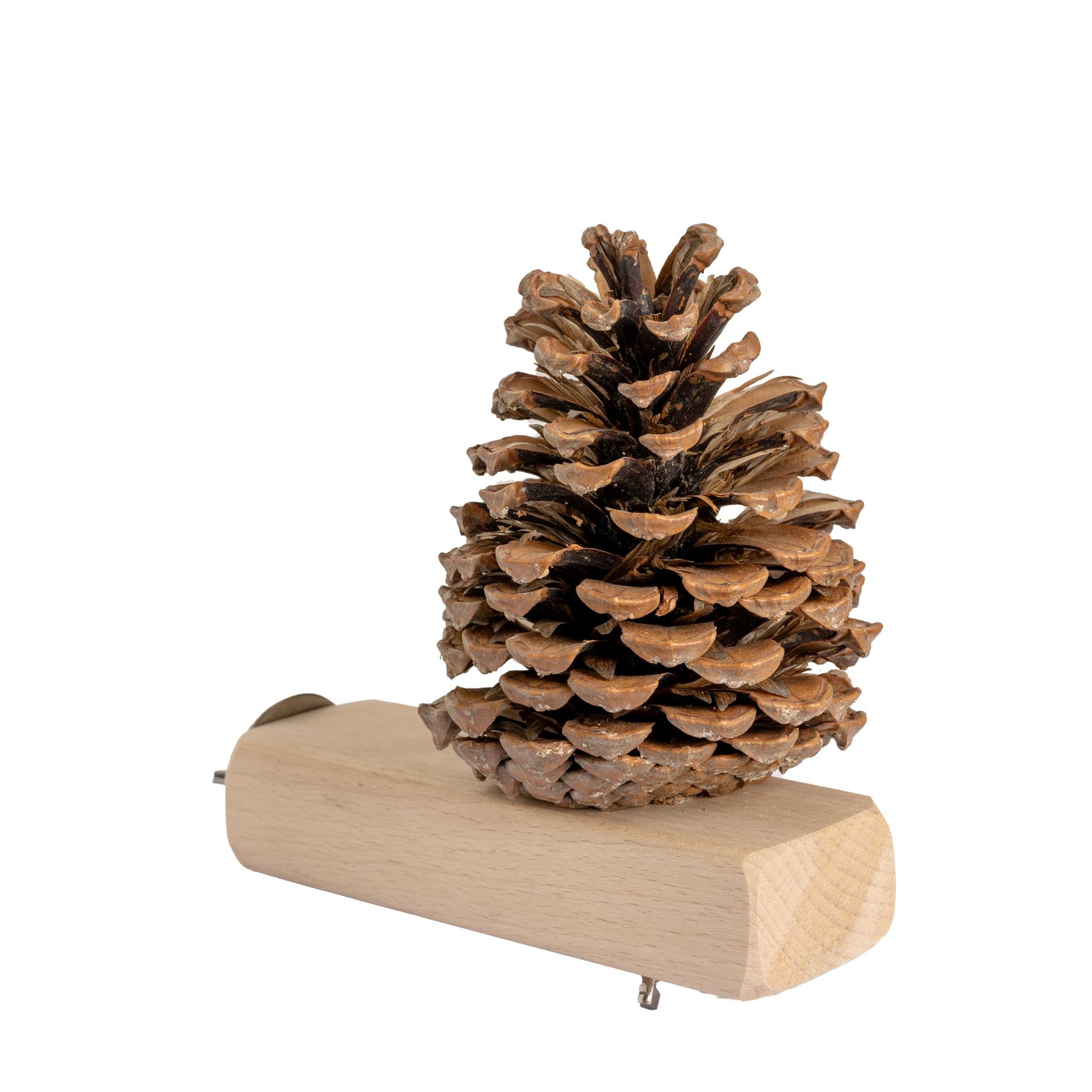 rico-s-futterkiste-jumbo-versteckzapfen-papageienspielzeug-holz image 3