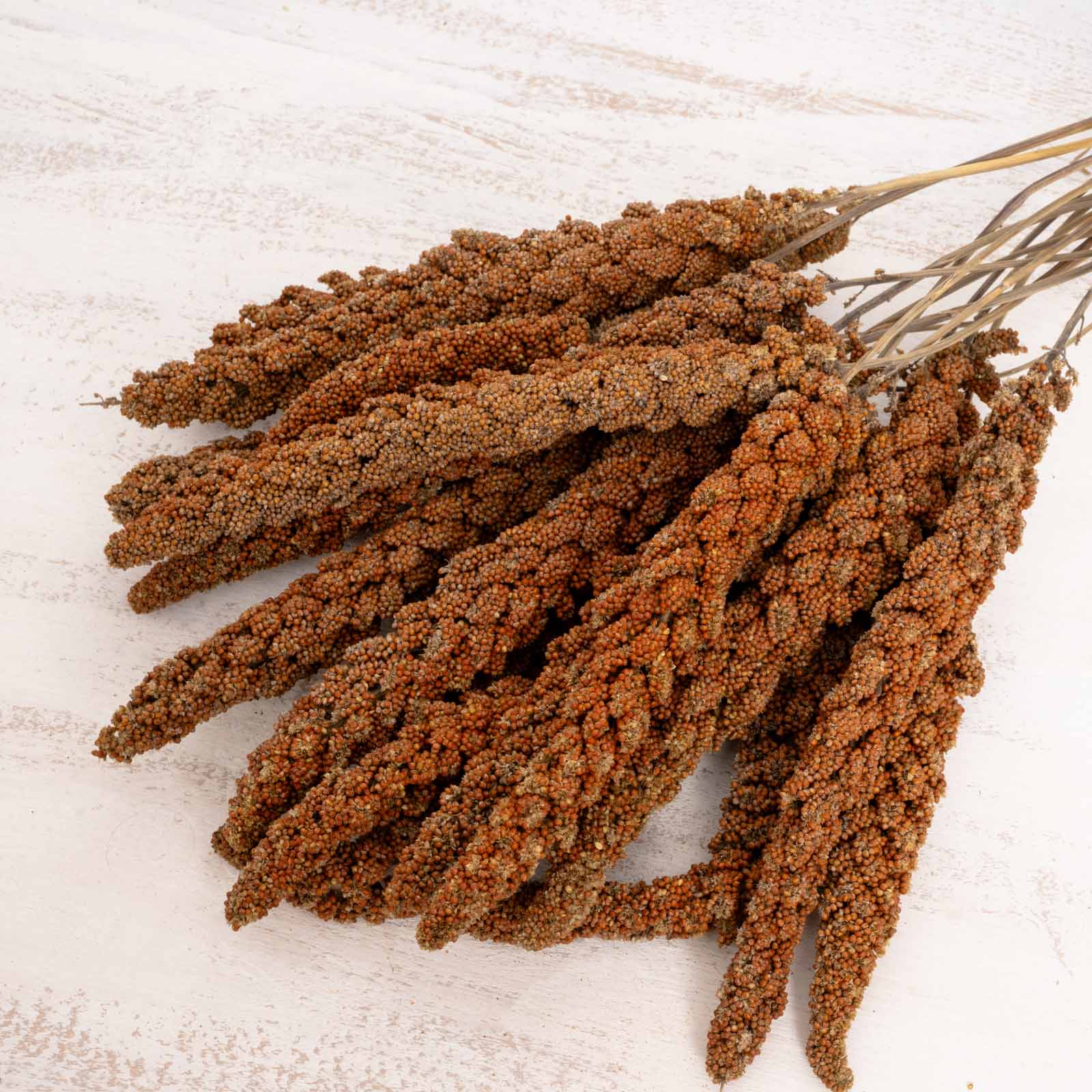 rico-s-futterkiste-rote-hirse-vogelfutter-500-g-frankreich image 3