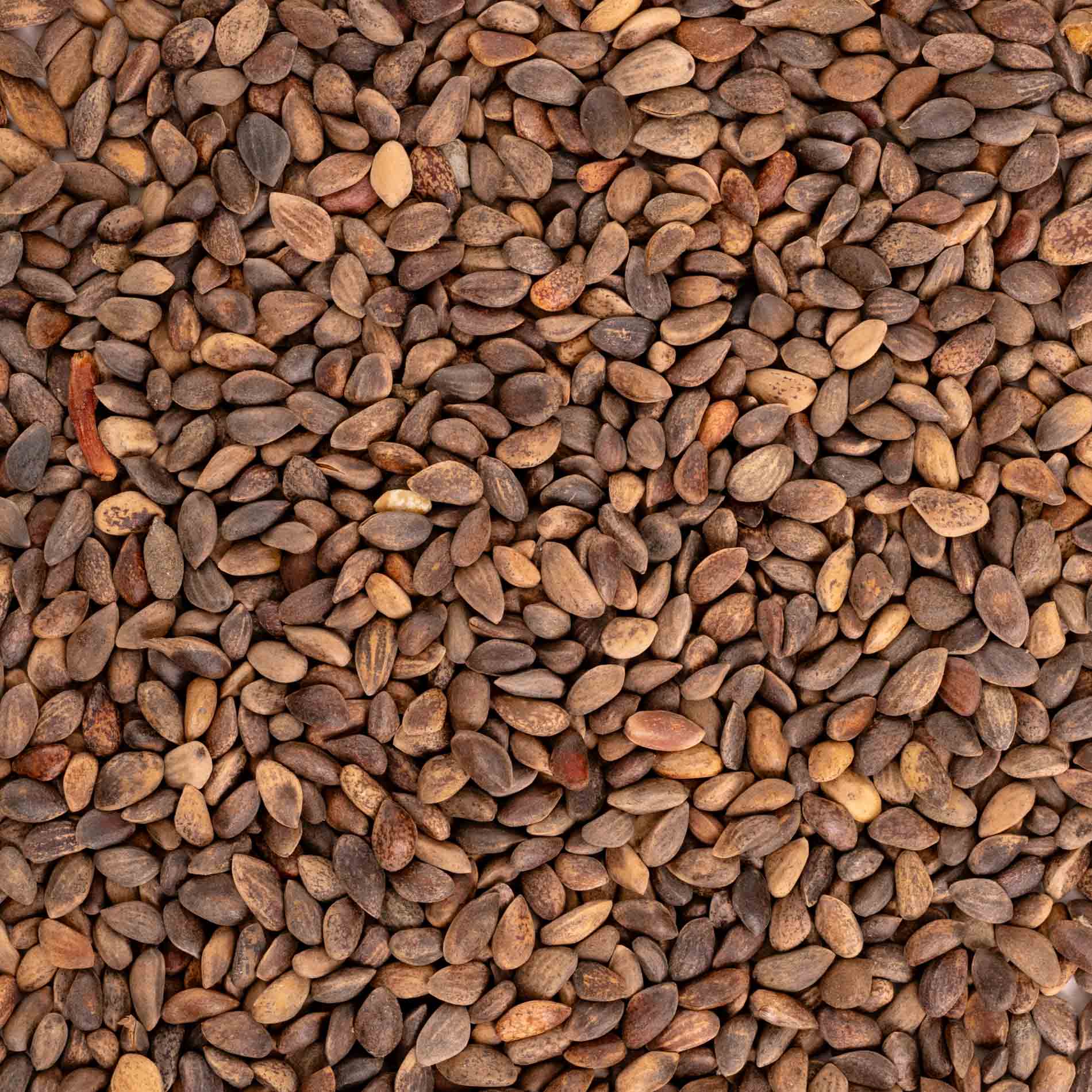 rico-s-futterkiste-einzelsaaten-baumsaat-vogelfutter-100-g-kiefernsaat image 3
