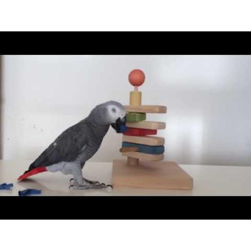 rico-s-futterkiste-leckeri-ampel-intelligenzspielzeug-papageien-holz image 3