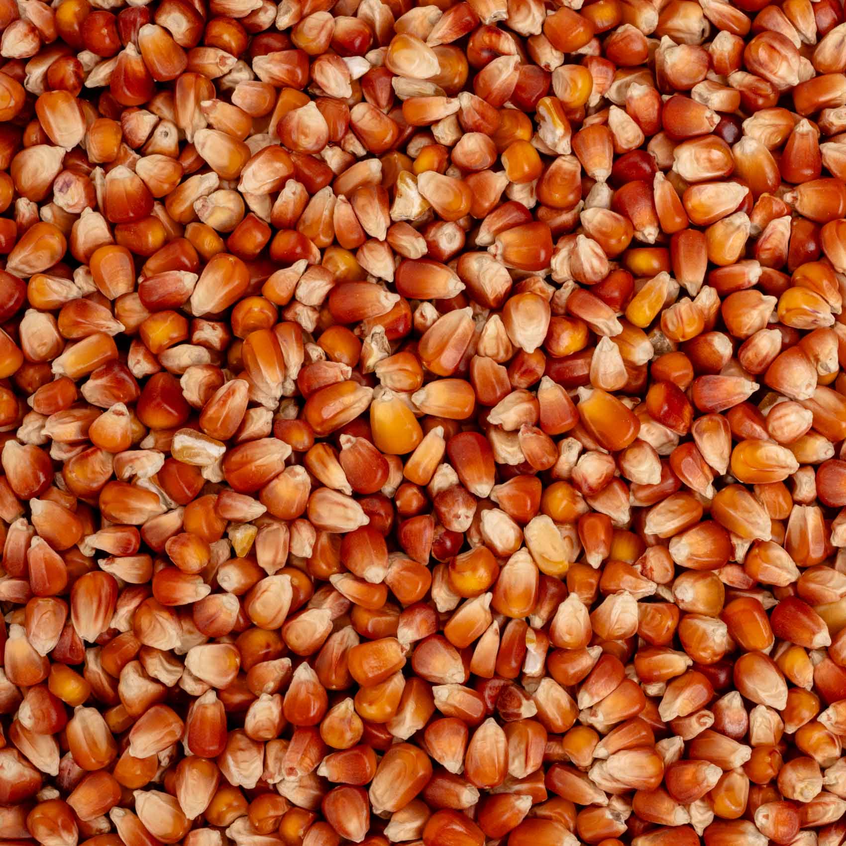rico-s-futterkiste-perlmais-rot-500-g-einzelsaaten-papageien image 2