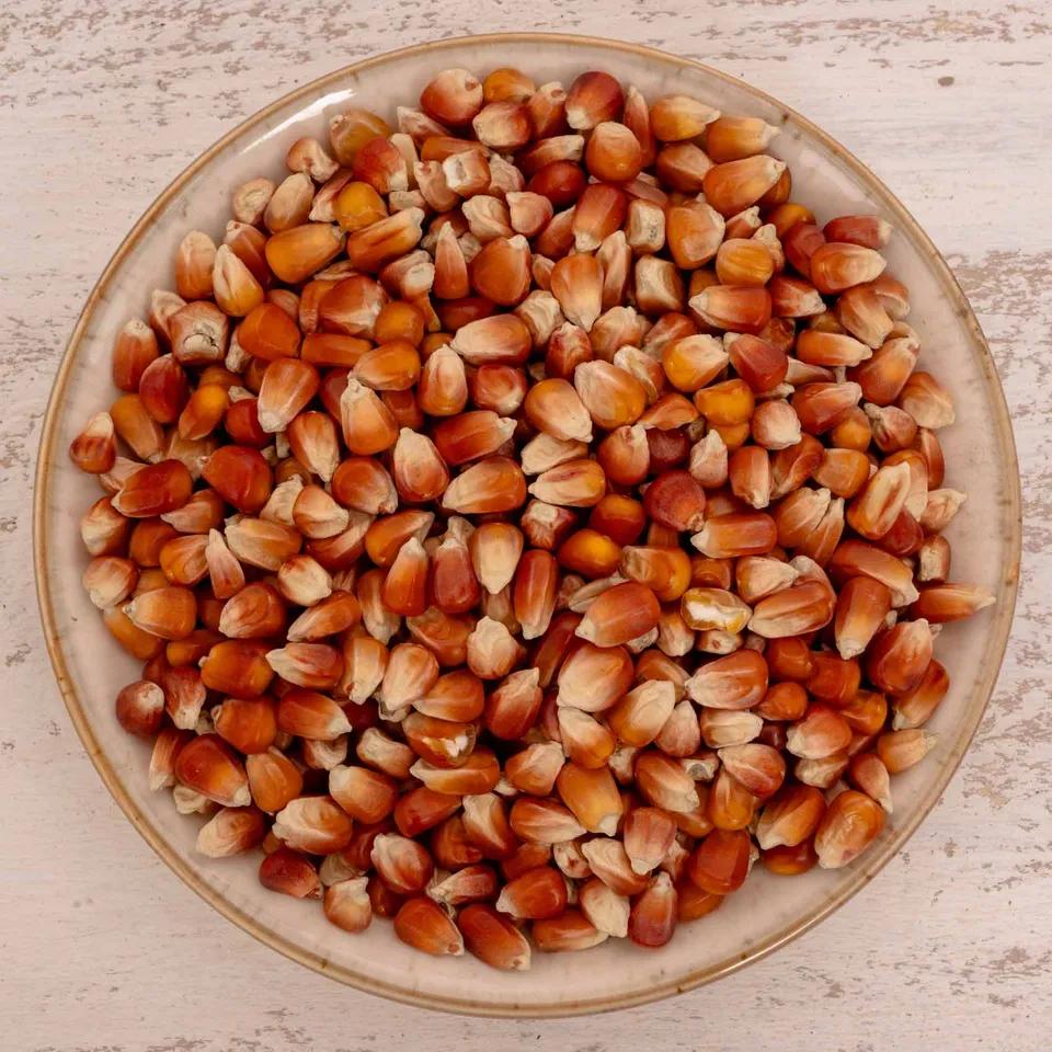 rico-s-futterkiste-perlmais-rot-500-g-einzelsaaten-papageien image 1