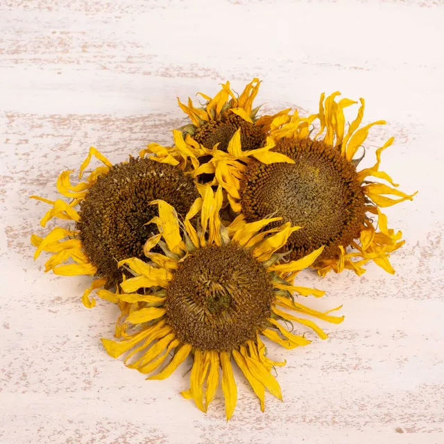 rico-s-futterkiste-einzelsaaten-sonnenblumen-k-pfchen-50-g-ganz image 1