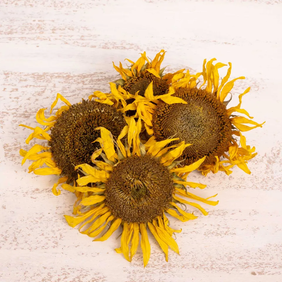 rico-s-futterkiste-einzelsaaten-sonnenblumen-k-pfchen-50-g-ganz image 1