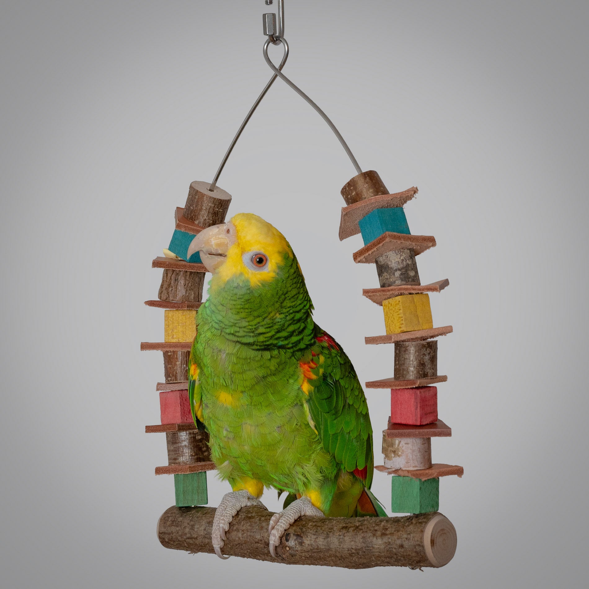 rico-s-futterkiste-papageienschaukel-mit-lederst-cken-schaukel-30-cm image 2