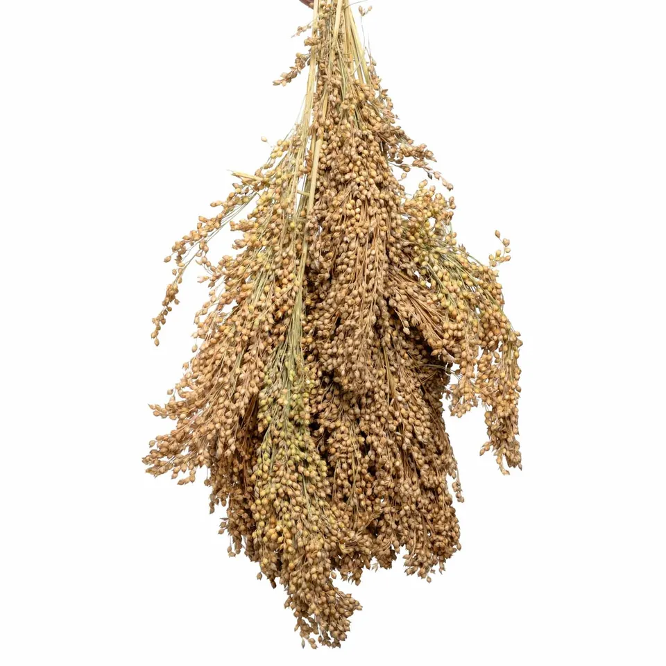 rico-s-futterkiste-silberhirse-rispen-einzelsaat-500-g image 1