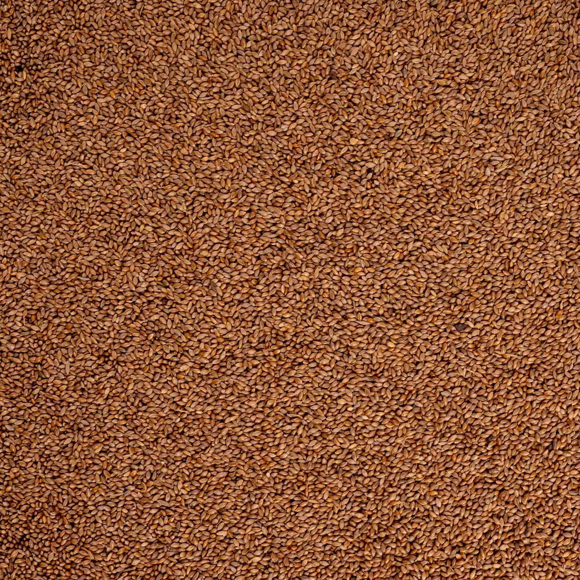 rico-s-futterkiste-fonio-power-seeds-einzelsaat-400-g-proteinreich image 2
