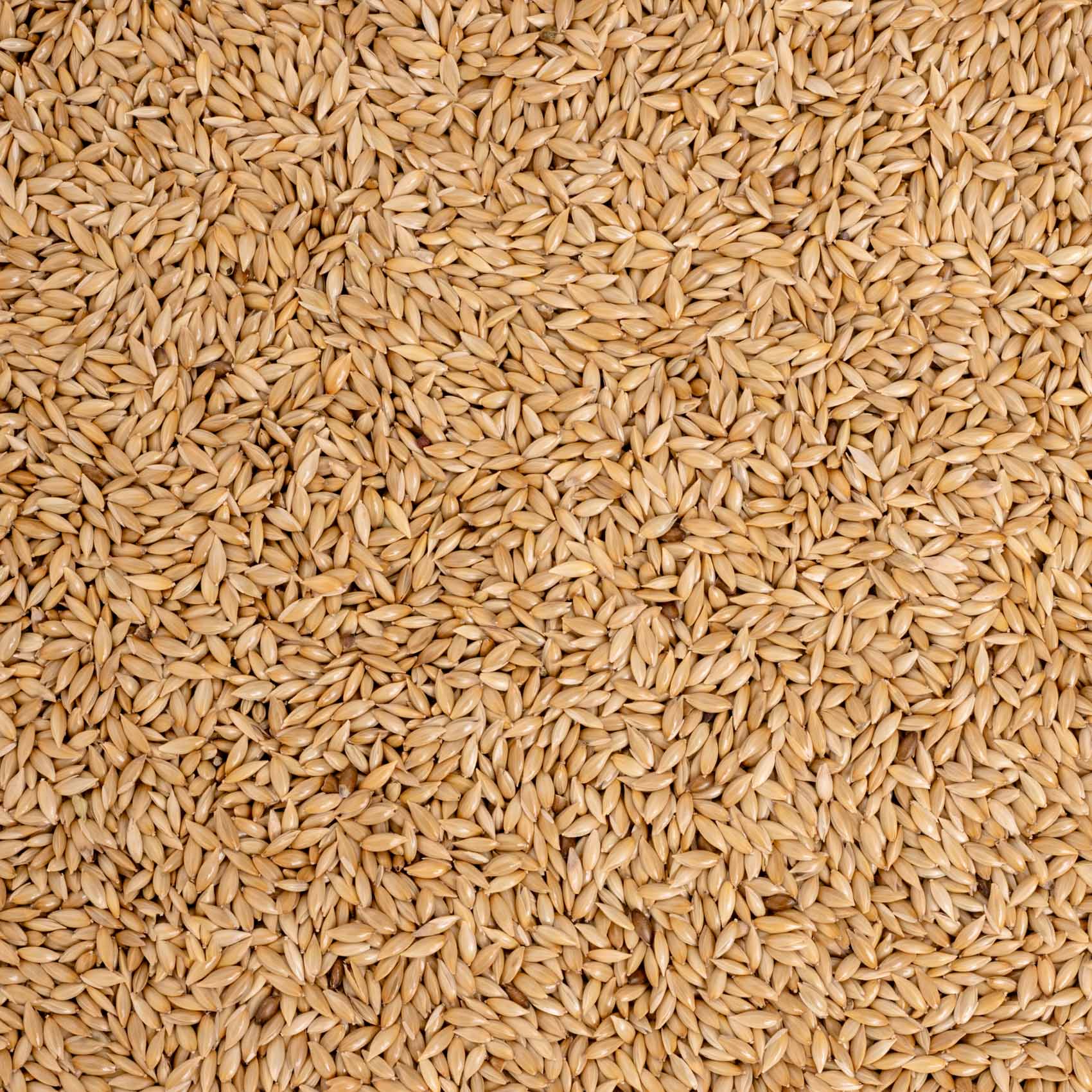 rico-s-futterkiste-einzelsaaten-kanariensaat-vogelfutter-500-g-proteinreich image 2