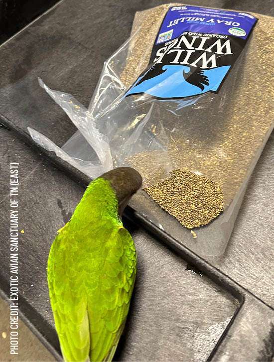 harrison-conversion-grey-millet-vogelfutter-bio-5lb-beutel image 3