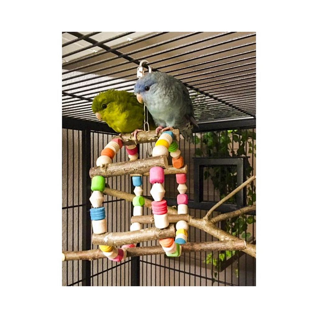 rico-s-futterkiste-schaukelrad-bunt-sittichspielzeug-holz-15-cm image 3