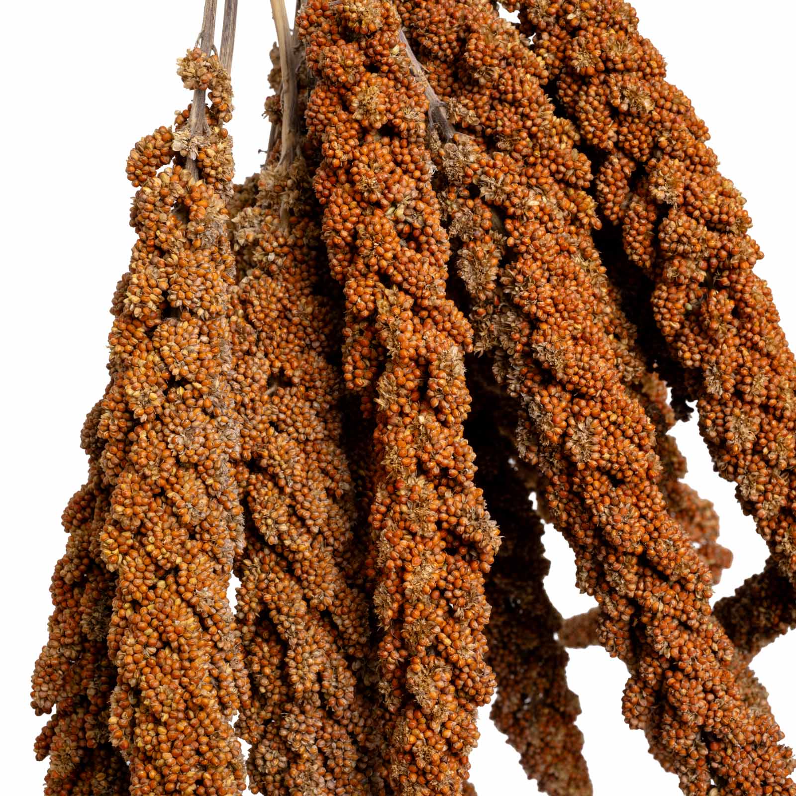 rico-s-futterkiste-rote-hirse-vogelfutter-500-g-frankreich image 2