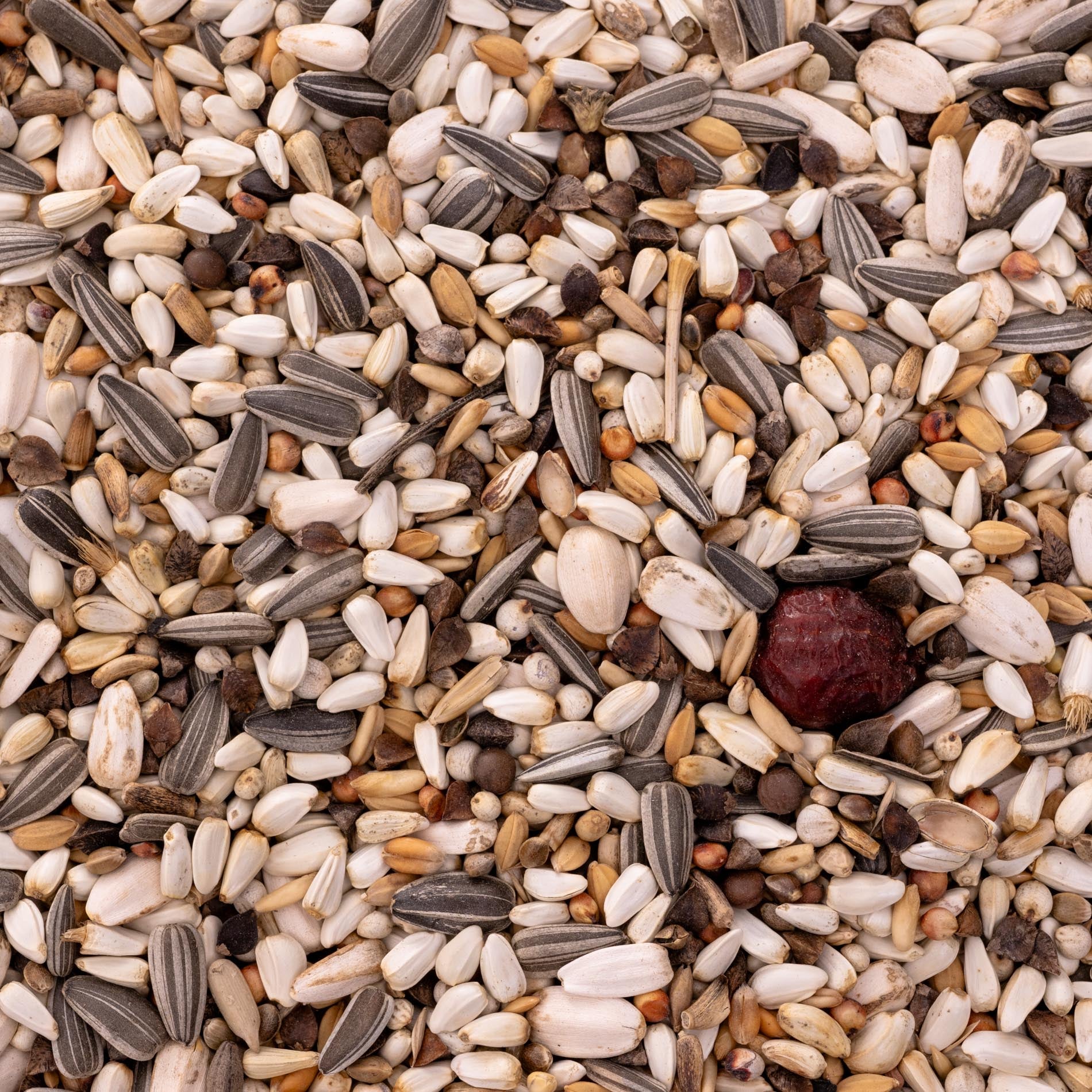 rico-s-futterkiste-papageienfutter-kleine-papageien-1-kg image 2