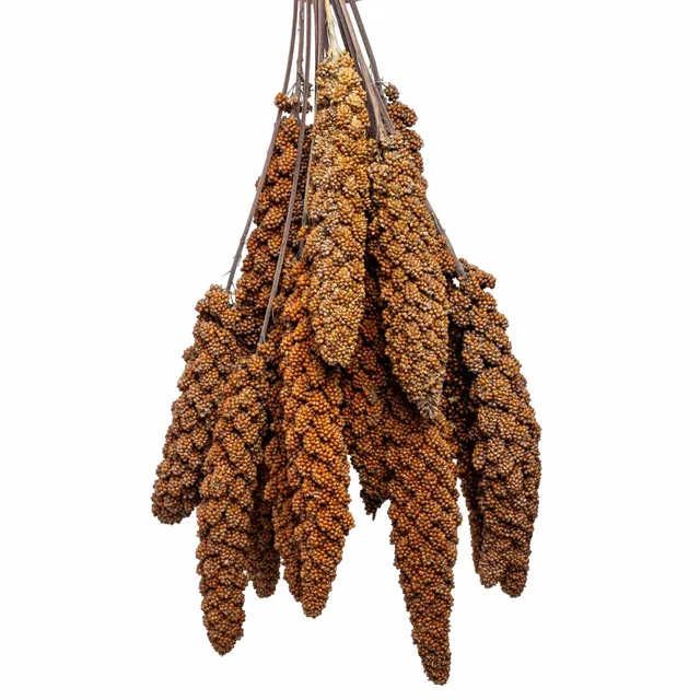 rico-s-futterkiste-rote-kolbenhirse-vogelfutter-500-g-deutschland image 1