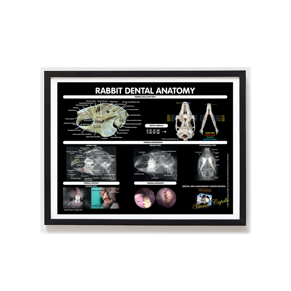 harrison-rabbit-dental-poster-gerahmt-limitiert-18x24 image 1