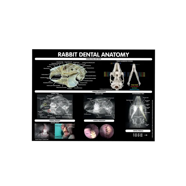 harrison-rabbit-dental-poster-kaninchen-18x24 image 1