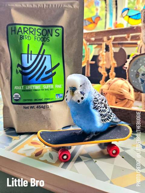 harrison-adult-lifetime-super-fine-vogelfutter-bio image 8