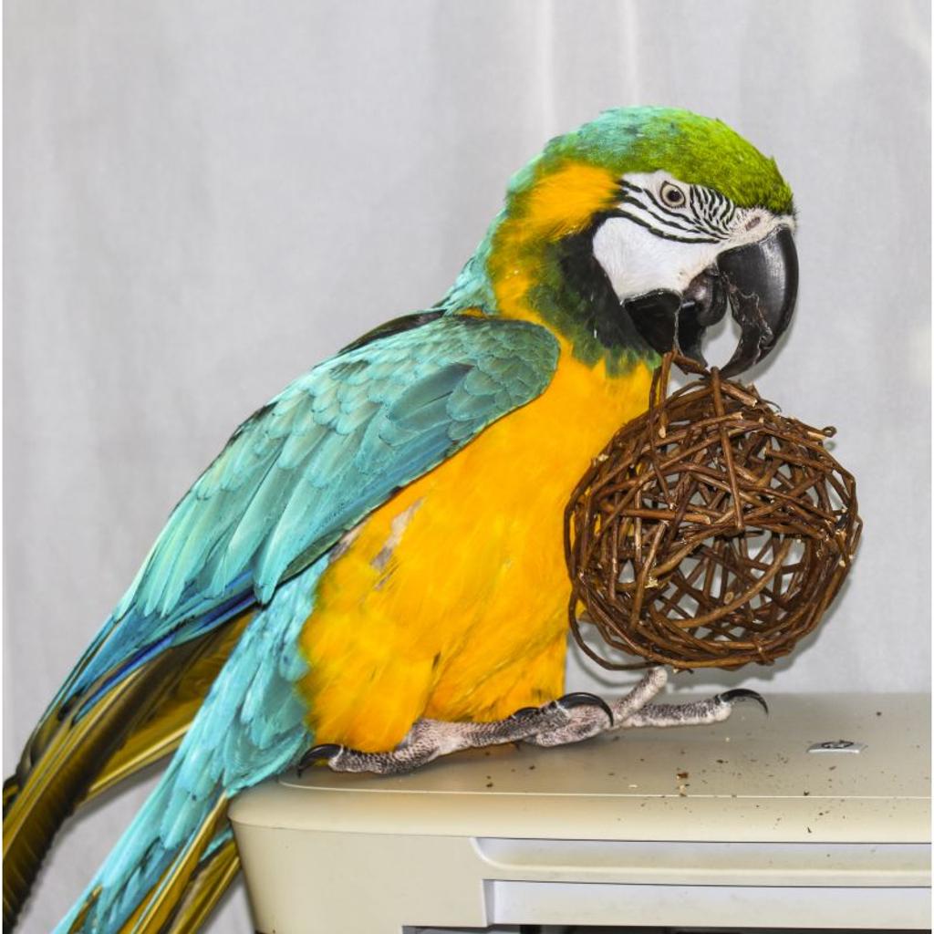 rico-s-futterkiste-weidenkugel-12-cm-papageienspielzeug-weide-natur image 3