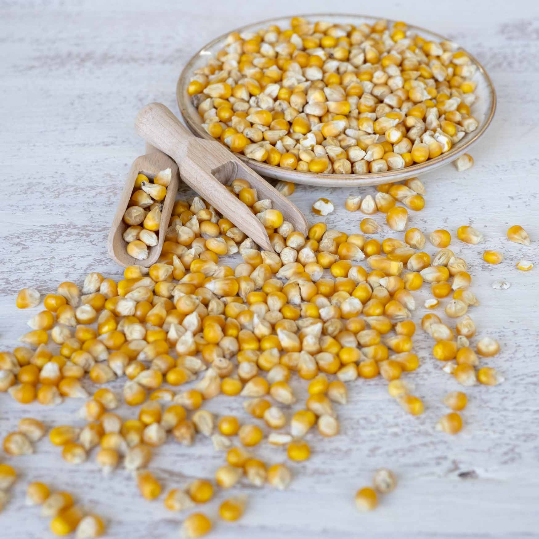 rico-s-futterkiste-einzelsaaten-perlmais-gelb-vogelfutter-500-g image 2