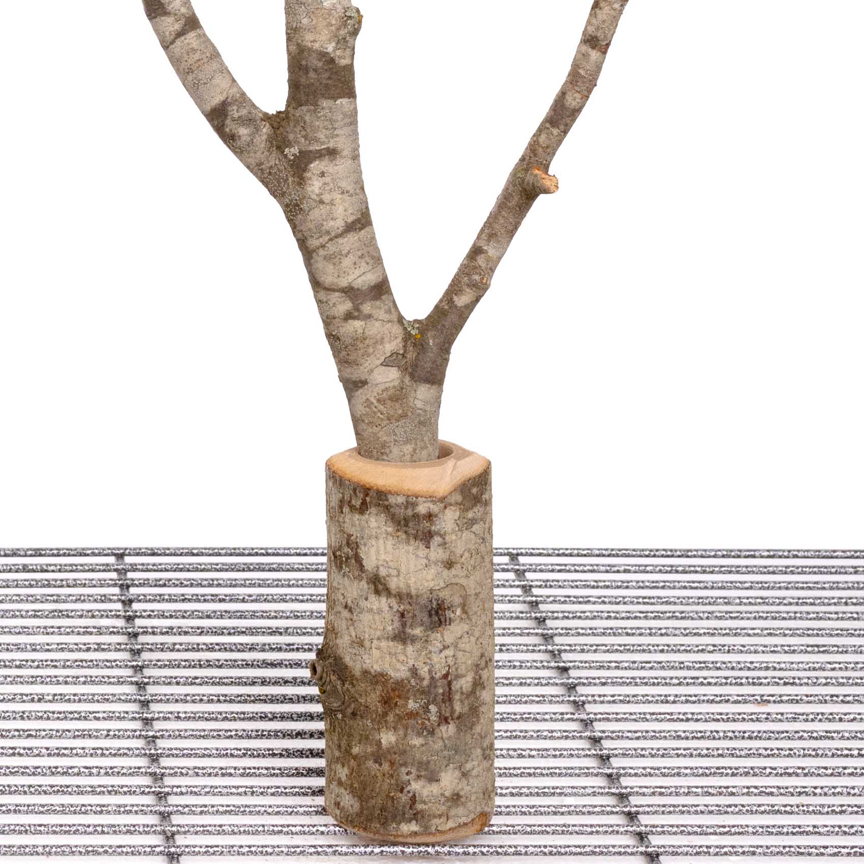 rico-s-futterkiste-asthalter-kleine-papageien-vario-freisitz-holz image 2