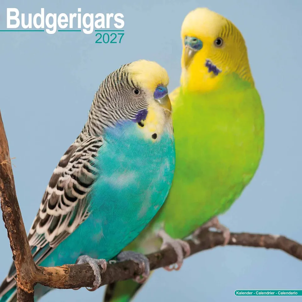 rico-s-futterkiste-wellensittiche-kalender-2027-wandkalender-16-monate image 1