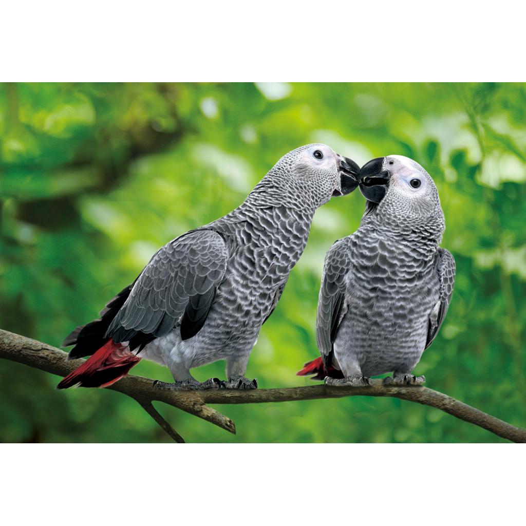 rico-s-futterkiste-co1037311-postkarte-graupapagei-3d-16x11cm image 1