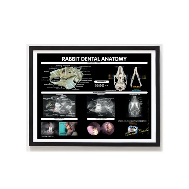 harrison-rabbit-dental-poster-gerahmt-limitiert-18x24 image 1