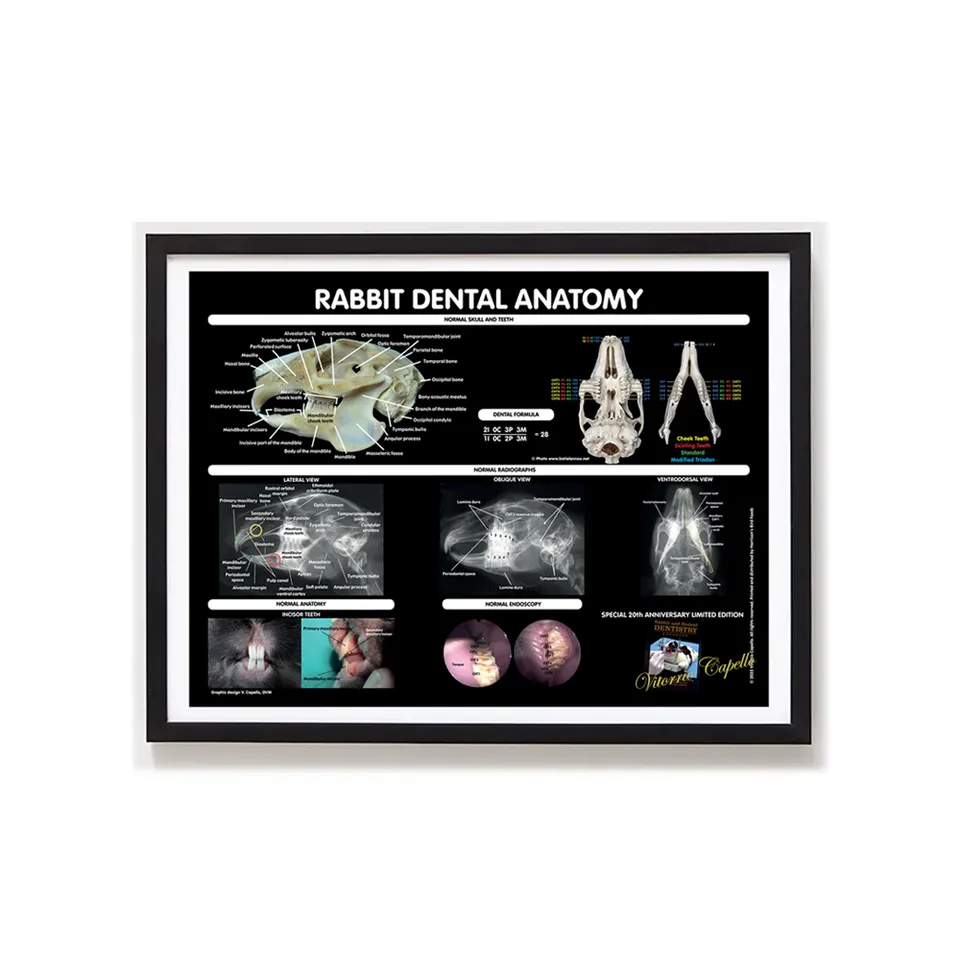 harrison-rabbit-dental-poster-gerahmt-limitiert-18x24 image 1
