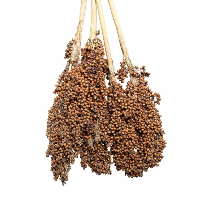 rico-s-futterkiste-sorghum-gro-rispenhirse-200-g-papageienfutter image 1