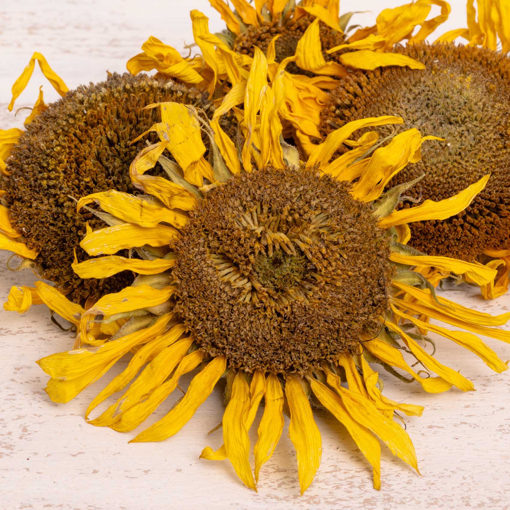 rico-s-futterkiste-einzelsaaten-sonnenblumen-k-pfchen-50-g-ganz image 2