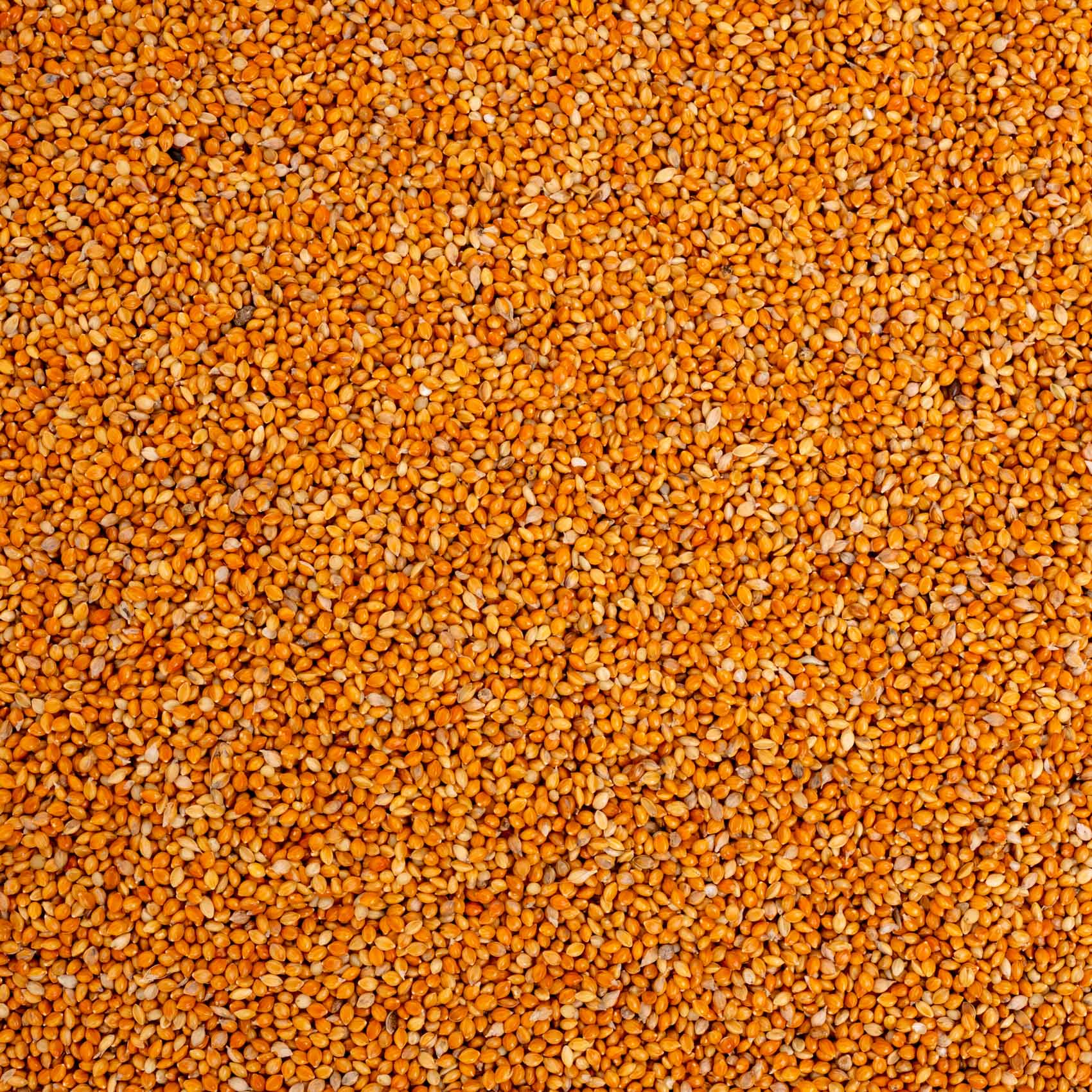 rico-s-futterkiste-einzelsaaten-mannahirse-vogelfutter-500-g-mineralstoffreich image 2