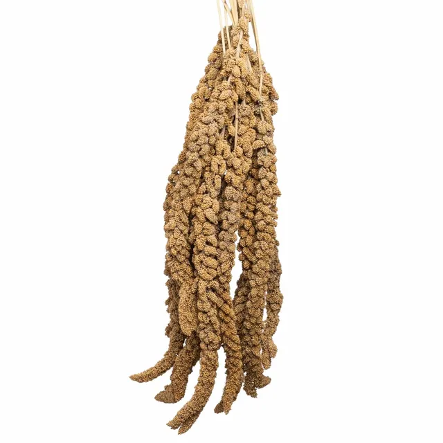 rico-s-futterkiste-gelbe-hirse-frankreich-500-g-kolben image 1