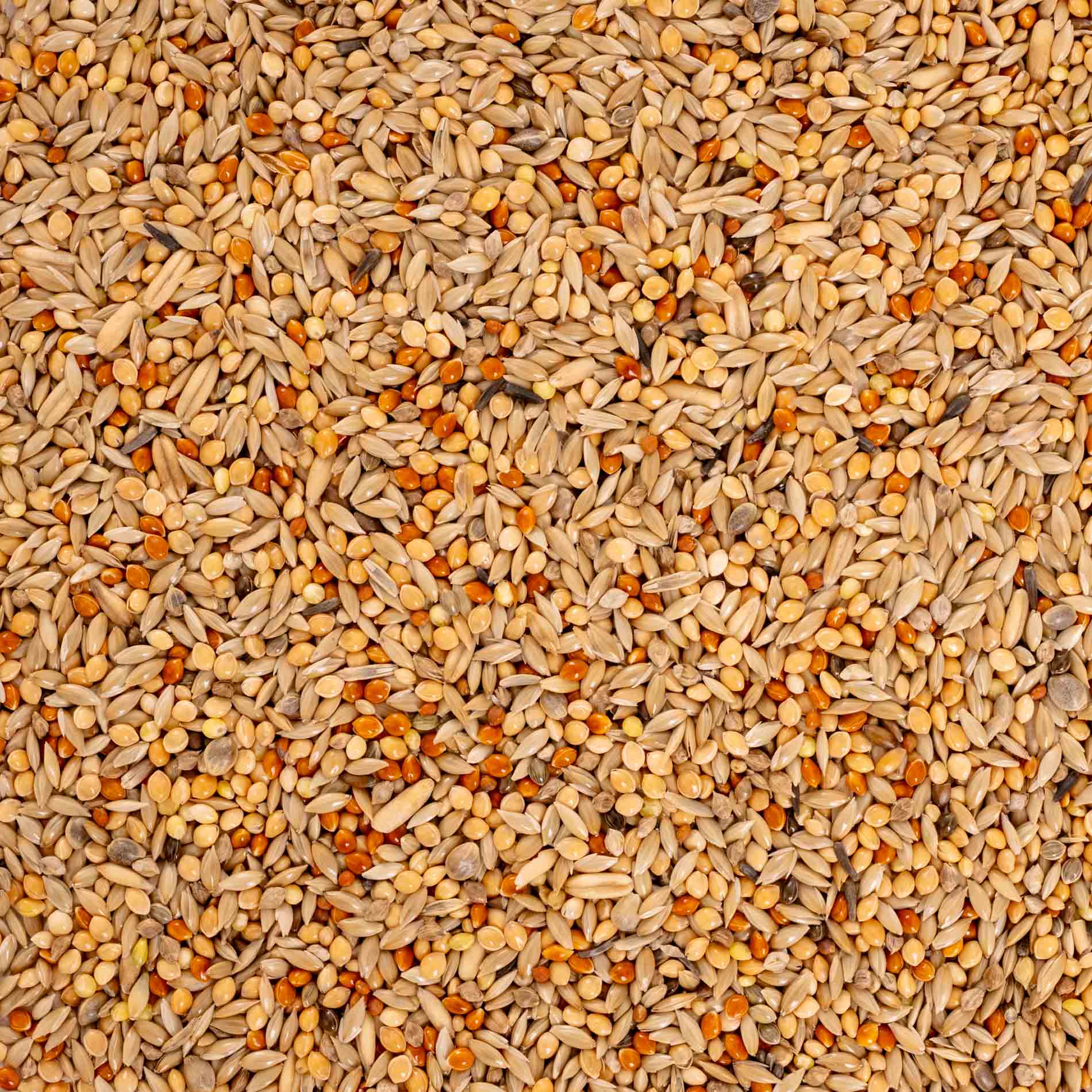 rico-s-futterkiste-wellensittich-spezial-1-sittichfutter-1-kg-12-saaten image 3