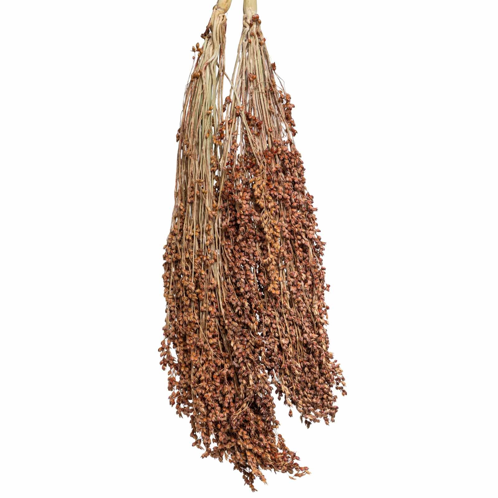 rico-s-futterkiste-fhbe-besenhirse-rispen-200-g-vogelfutter image 1