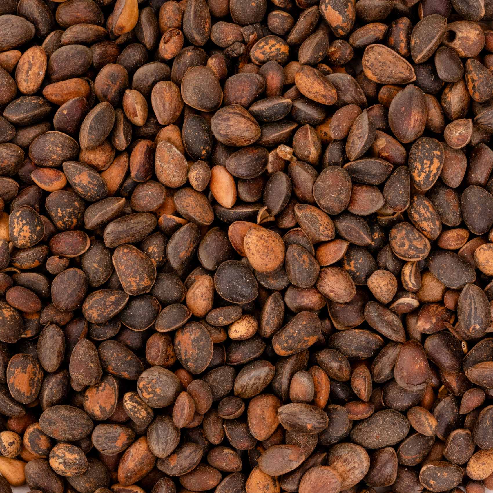 rico-s-futterkiste-zirbeln-sse-papageienfutter-natur-100-g image 2