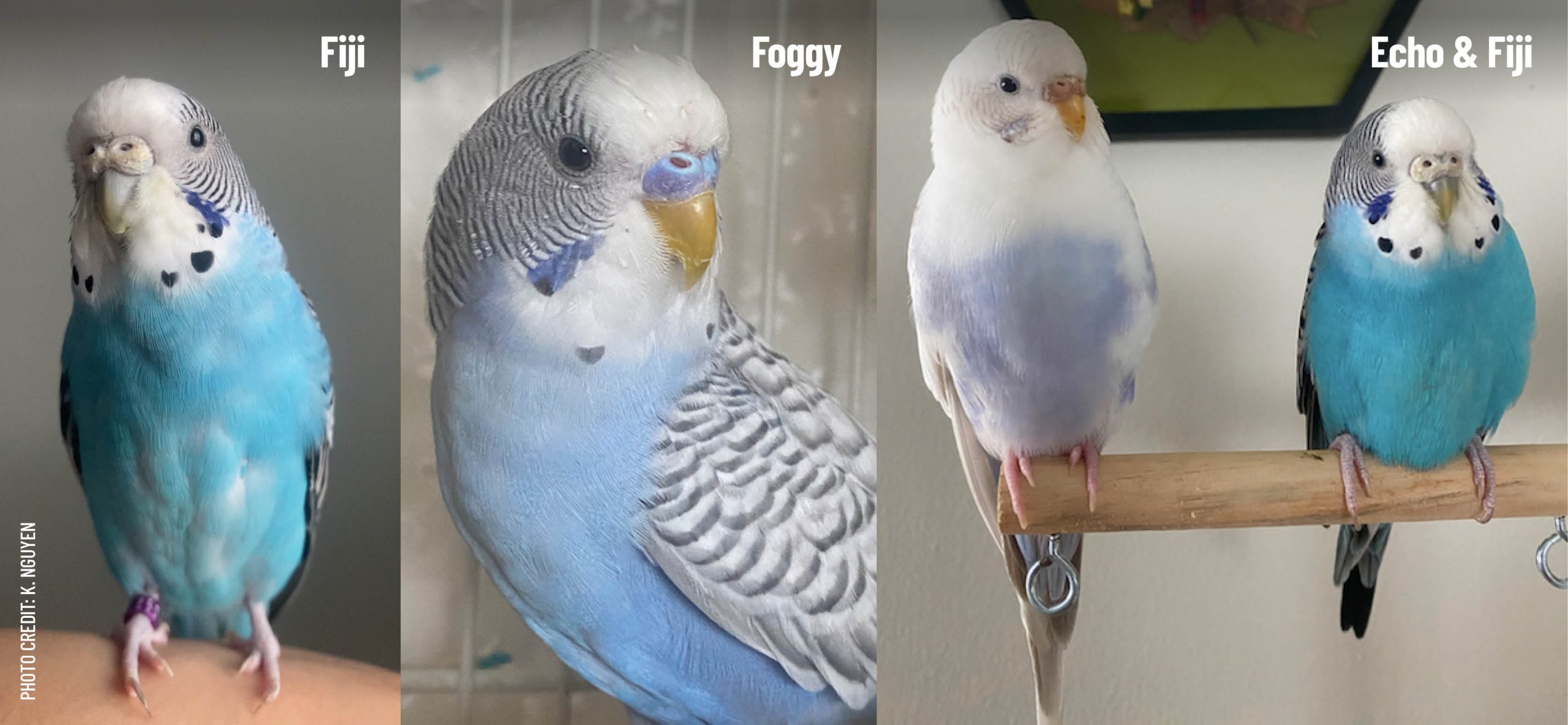 harrison-adult-lifetime-super-fine-vogelfutter-bio image 7