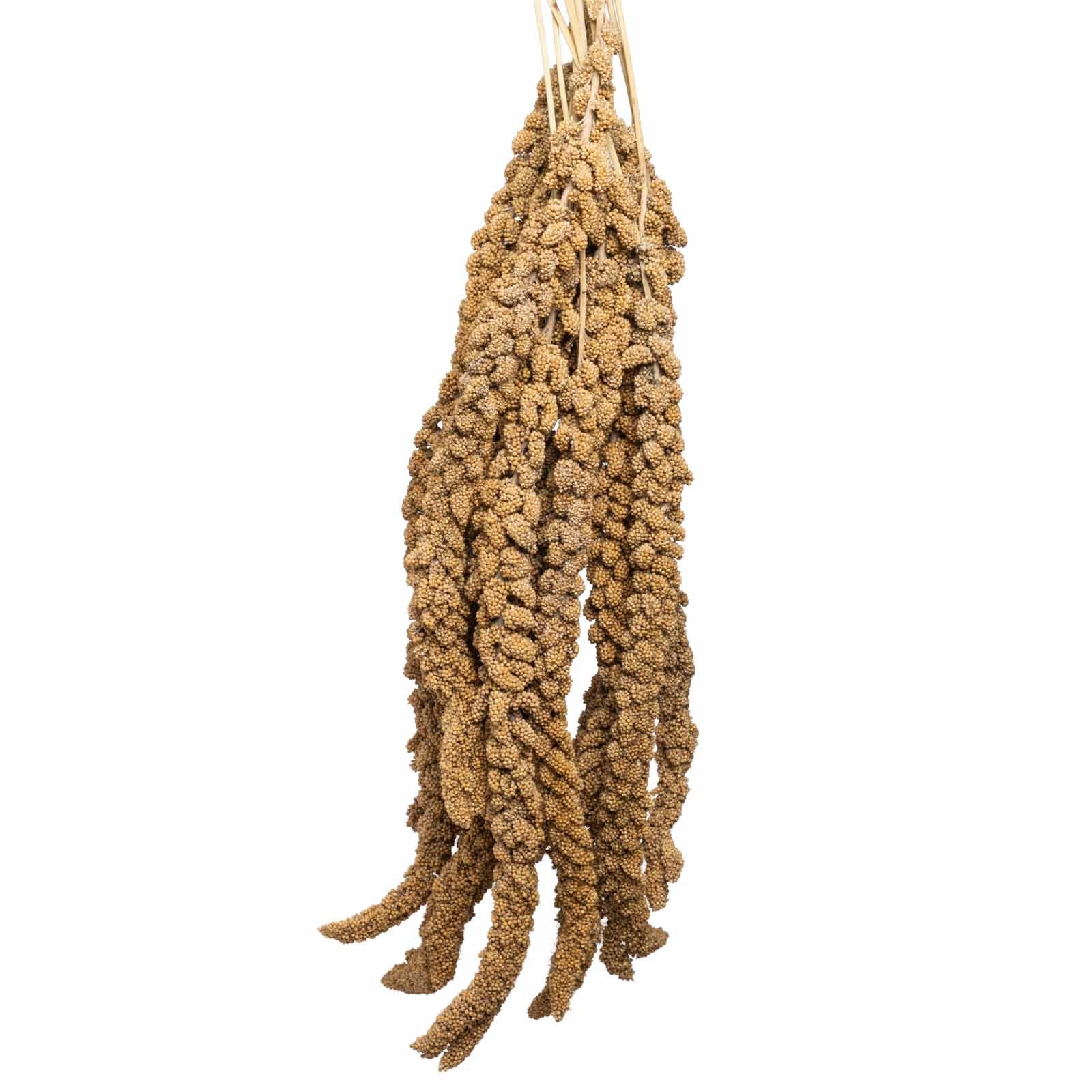 rico-s-futterkiste-gelbe-hirse-frankreich-500-g-kolben image 1