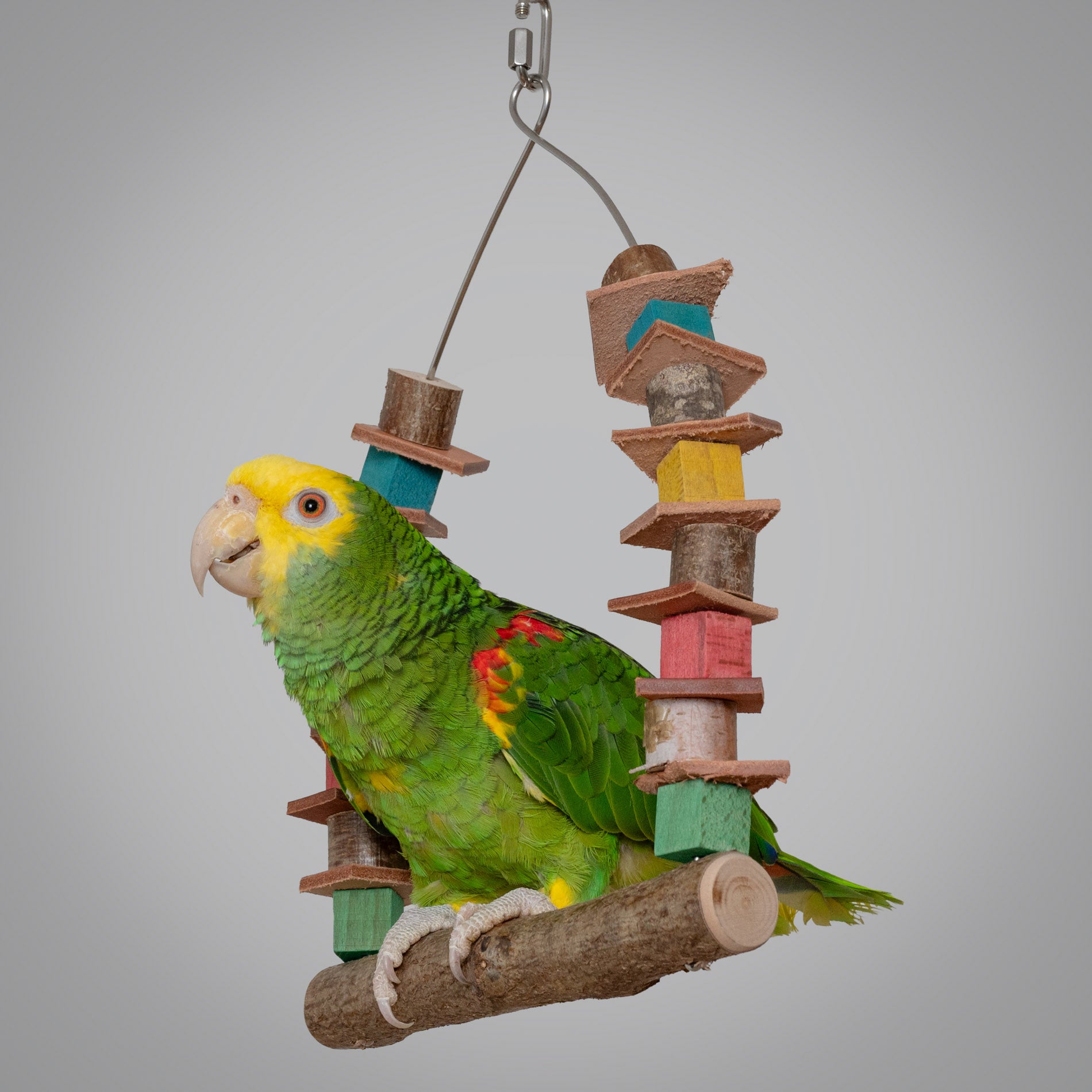 rico-s-futterkiste-papageienschaukel-mit-lederst-cken-schaukel-30-cm image 3