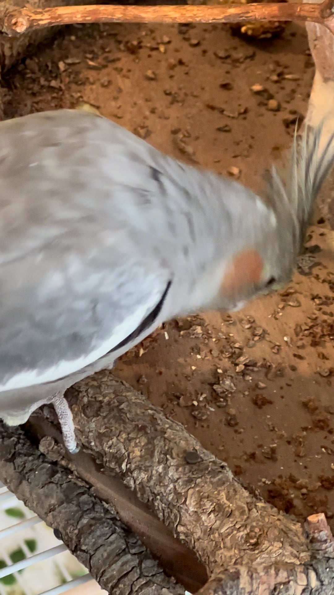 harrison-s-nuggies-vogelleckerli-bio-saat-196-g image 5