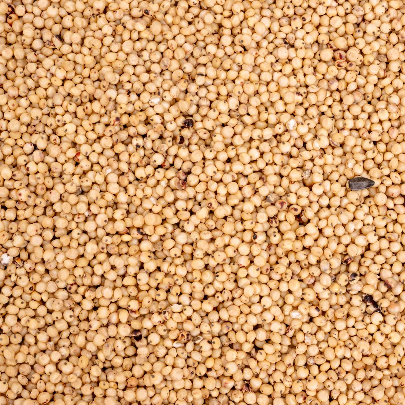 rico-s-futterkiste-dari-einzelsaaten-500-g-wei-e-sorghum image 2