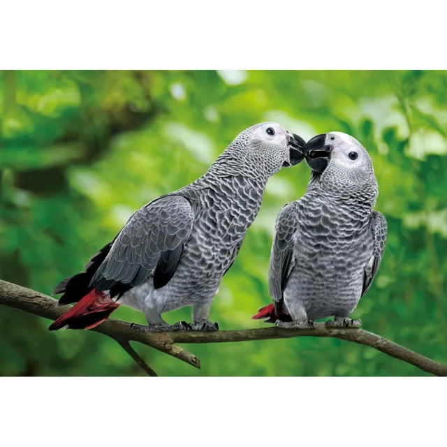 rico-s-futterkiste-co1037311-postkarte-graupapagei-3d-16x11cm image 1