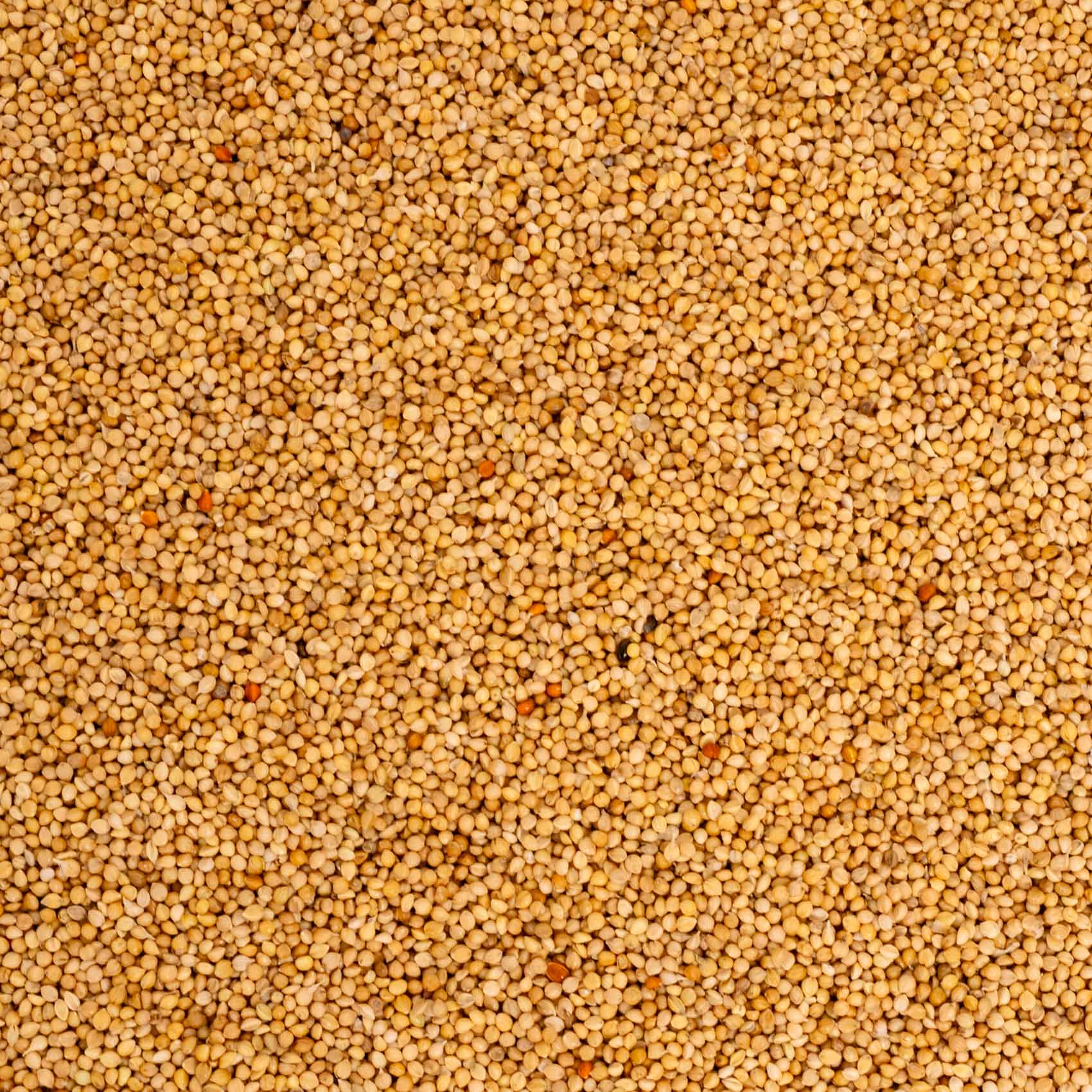 rico-s-futterkiste-senegalhirse-vogelfutter-500-g-feink-rnig image 2