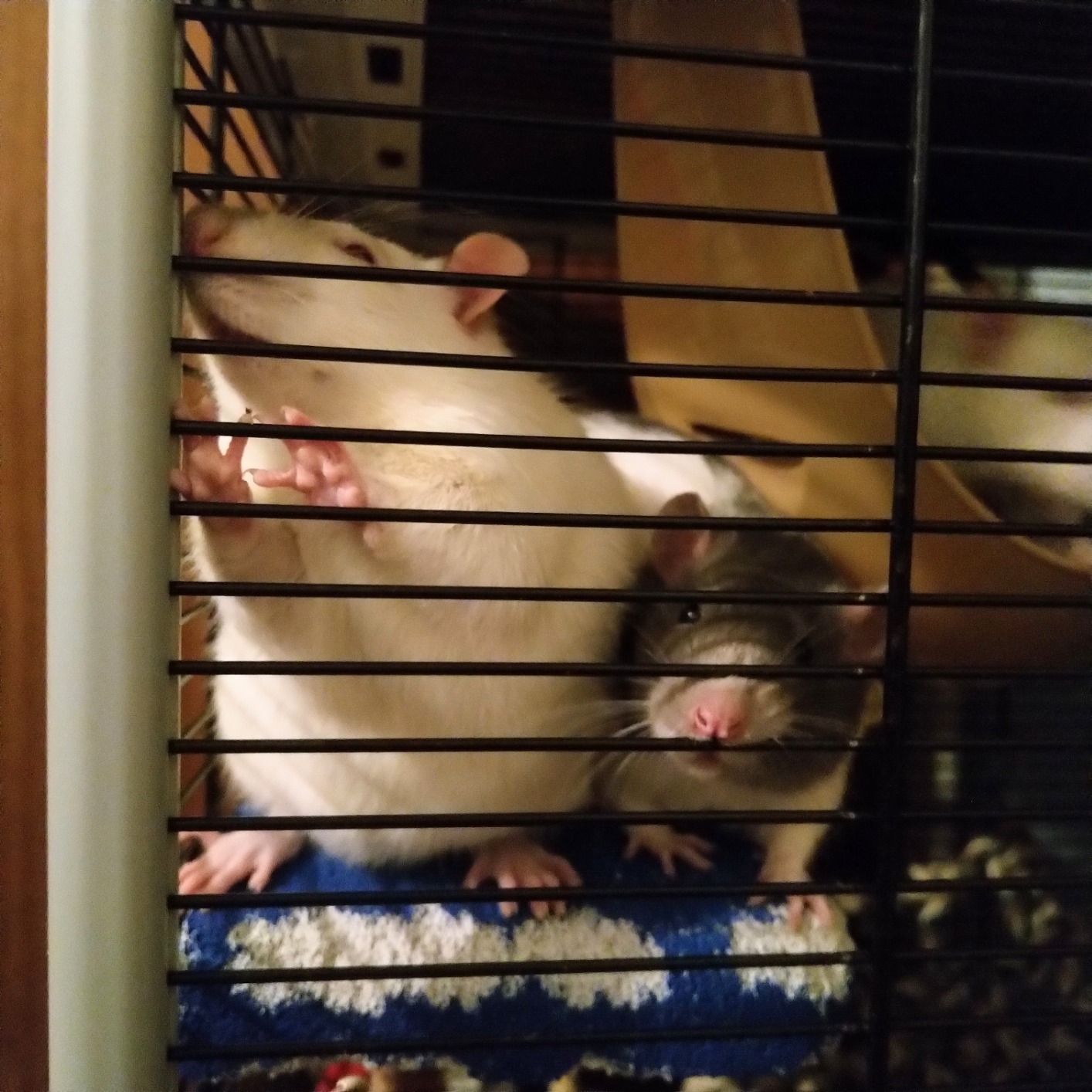 Fürs Chinchilla