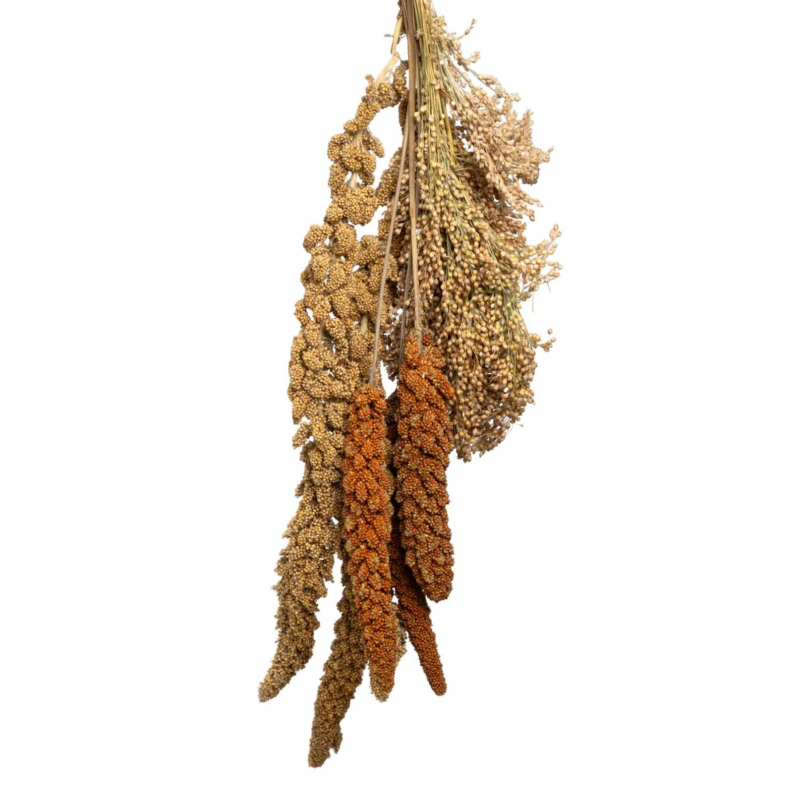 rico-s-futterkiste-hirse-gemischt-500-g-kolbenhirse image 1